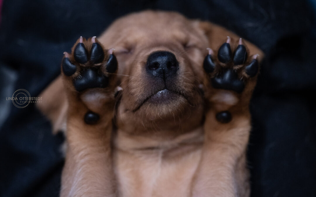 Hundfotograf